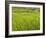 Rice paddies, Bali, Indonesia, Southeast Asia, Asia-Melissa Kuhnell-Framed Photographic Print