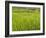 Rice paddies, Bali, Indonesia, Southeast Asia, Asia-Melissa Kuhnell-Framed Photographic Print