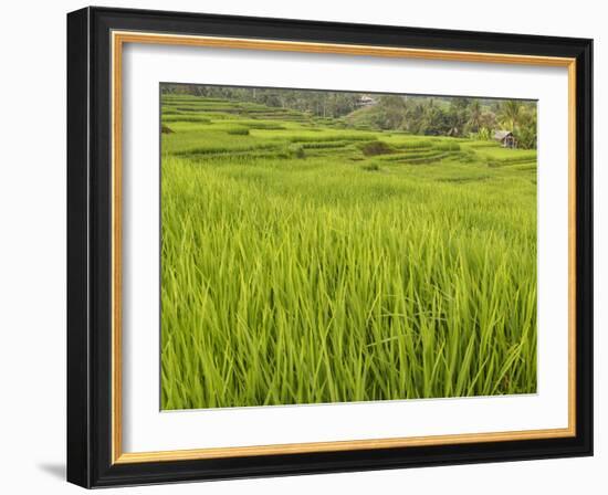 Rice paddies, Bali, Indonesia, Southeast Asia, Asia-Melissa Kuhnell-Framed Photographic Print