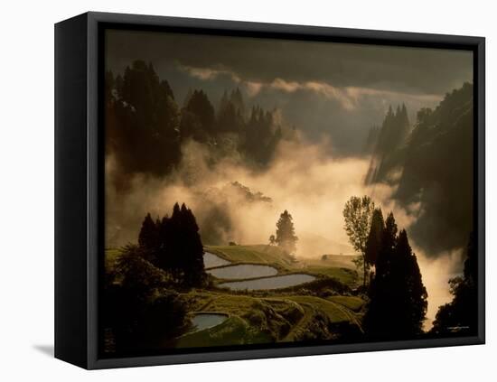 Rice Paddies in Autumn-null-Framed Premier Image Canvas