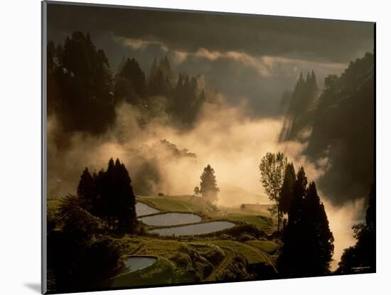 Rice Paddies in Autumn-null-Mounted Photographic Print
