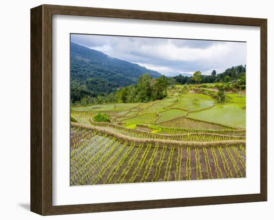 Rice paddies in Tana Toraja, Sulawesi, Indonesia, Southeast Asia, Asia-Melissa Kuhnell-Framed Photographic Print