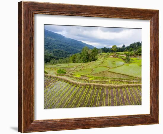 Rice paddies in Tana Toraja, Sulawesi, Indonesia, Southeast Asia, Asia-Melissa Kuhnell-Framed Photographic Print