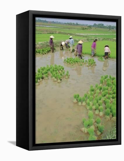 Rice Paddies, Vientiane, Laos, Asia-Bruno Morandi-Framed Premier Image Canvas