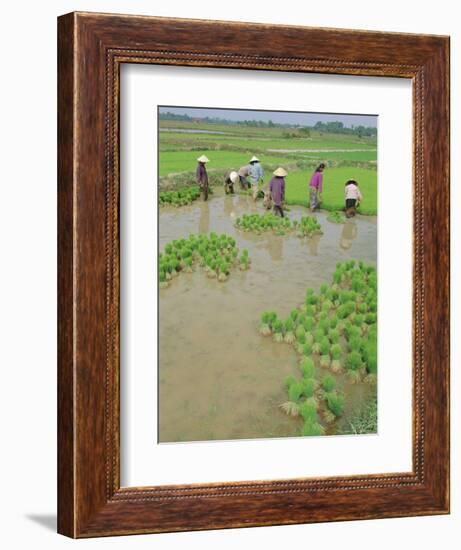 Rice Paddies, Vientiane, Laos, Asia-Bruno Morandi-Framed Photographic Print