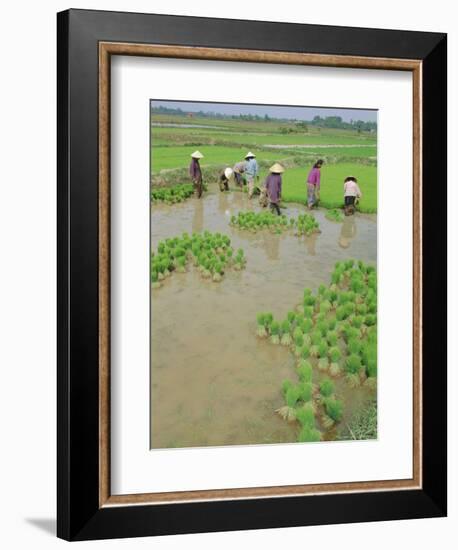 Rice Paddies, Vientiane, Laos, Asia-Bruno Morandi-Framed Photographic Print