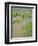 Rice Paddies, Vientiane, Laos, Asia-Bruno Morandi-Framed Photographic Print