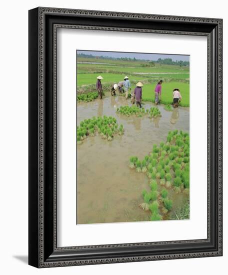 Rice Paddies, Vientiane, Laos, Asia-Bruno Morandi-Framed Photographic Print