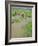 Rice Paddies, Vientiane, Laos, Asia-Bruno Morandi-Framed Photographic Print