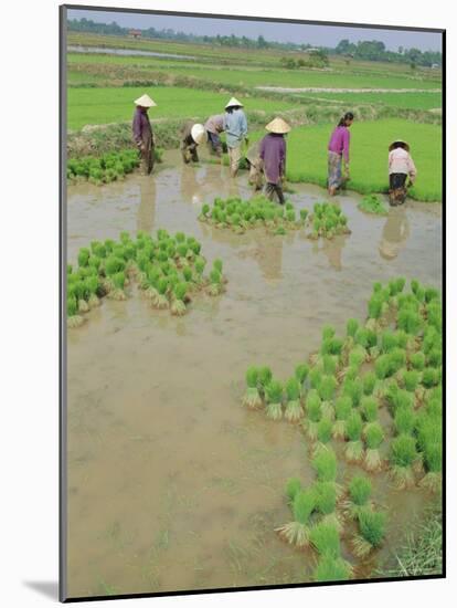 Rice Paddies, Vientiane, Laos, Asia-Bruno Morandi-Mounted Photographic Print