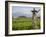 Rice paddies with shrine and Mount Batukaru, Bali, Indonesia, Southeast Asia, Asia-Melissa Kuhnell-Framed Photographic Print