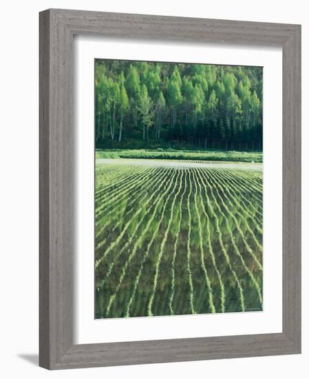 Rice Paddies-null-Framed Photographic Print