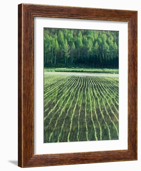 Rice Paddies-null-Framed Photographic Print