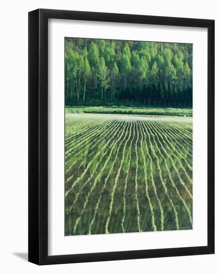 Rice Paddies-null-Framed Photographic Print