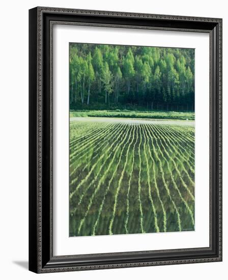 Rice Paddies-null-Framed Photographic Print