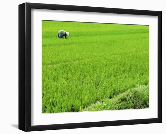 Rice Paddy Field, Halong, Vietnam, Indochina, Southeast Asia, Asia-Godong-Framed Photographic Print