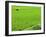 Rice Paddy Field, Halong, Vietnam, Indochina, Southeast Asia, Asia-Godong-Framed Photographic Print