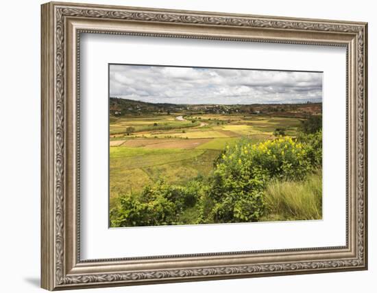 Rice Paddy Field Scenery Near Antananarivo, Antananarivo Province, Eastern Madagascar, Africa-Matthew Williams-Ellis-Framed Photographic Print