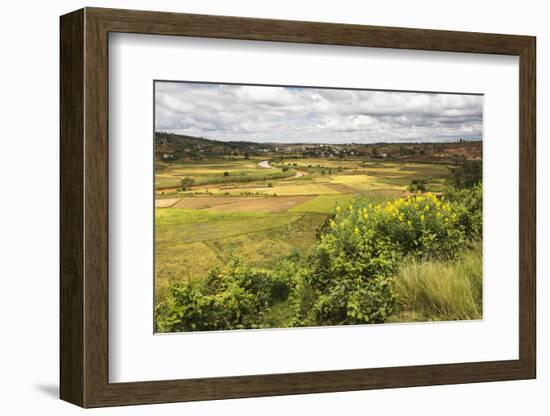 Rice Paddy Field Scenery Near Antananarivo, Antananarivo Province, Eastern Madagascar, Africa-Matthew Williams-Ellis-Framed Photographic Print