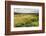 Rice Paddy Field Scenery Near Antananarivo, Antananarivo Province, Eastern Madagascar, Africa-Matthew Williams-Ellis-Framed Photographic Print