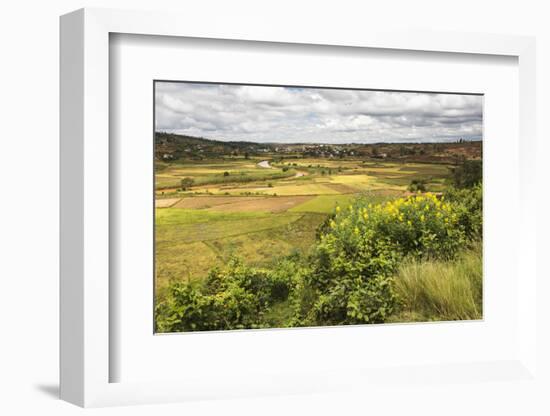 Rice Paddy Field Scenery Near Antananarivo, Antananarivo Province, Eastern Madagascar, Africa-Matthew Williams-Ellis-Framed Photographic Print