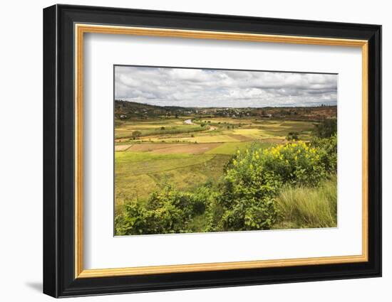 Rice Paddy Field Scenery Near Antananarivo, Antananarivo Province, Eastern Madagascar, Africa-Matthew Williams-Ellis-Framed Photographic Print