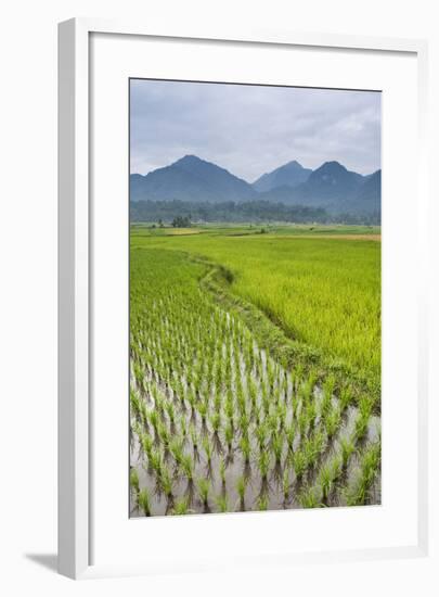 Rice Paddy Fields, Bukittinggi, West Sumatra, Indonesia, Southeast Asia, Asia-Matthew Williams-Ellis-Framed Photographic Print