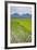 Rice Paddy Fields, Bukittinggi, West Sumatra, Indonesia, Southeast Asia, Asia-Matthew Williams-Ellis-Framed Photographic Print