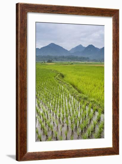 Rice Paddy Fields, Bukittinggi, West Sumatra, Indonesia, Southeast Asia, Asia-Matthew Williams-Ellis-Framed Photographic Print