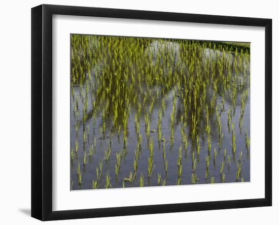 Rice Paddy Fields in the Highlands in Bali, Indonesia, Southeast Asia-Julio Etchart-Framed Photographic Print