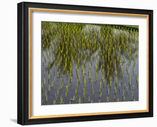 Rice Paddy Fields in the Highlands in Bali, Indonesia, Southeast Asia-Julio Etchart-Framed Photographic Print