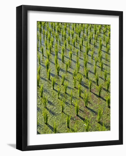 Rice Paddy Fields in the Highlands in Bali, Indonesia, Southeast Asia-Julio Etchart-Framed Photographic Print