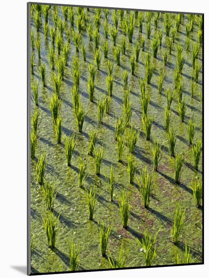 Rice Paddy Fields in the Highlands in Bali, Indonesia, Southeast Asia-Julio Etchart-Mounted Photographic Print