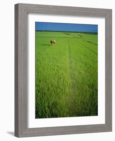 Rice Paddy Fields, Lang Co, Vietnam-Tim Hall-Framed Photographic Print