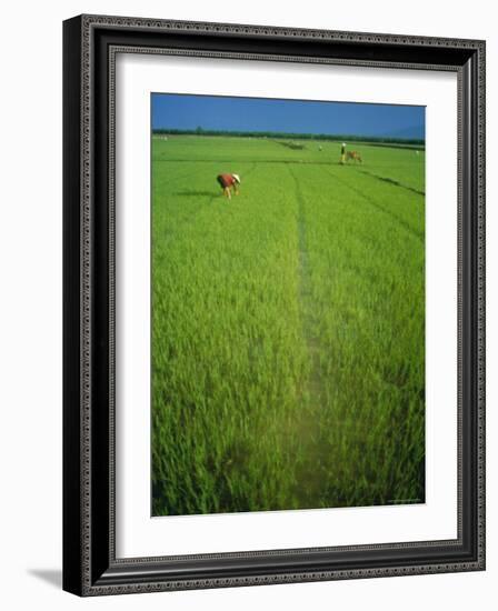 Rice Paddy Fields, Lang Co, Vietnam-Tim Hall-Framed Photographic Print