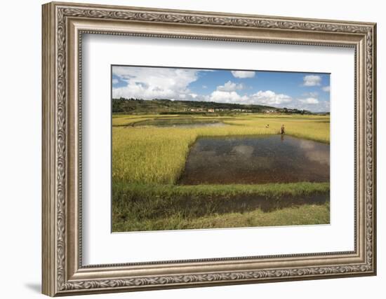 Rice Paddy Fields on Rn7 (Route Nationale 7) Near Ambatolampy in Central Highlands of Madagascar-Matthew Williams-Ellis-Framed Photographic Print