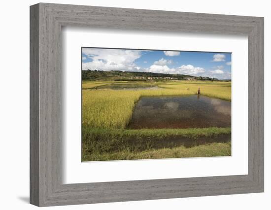 Rice Paddy Fields on Rn7 (Route Nationale 7) Near Ambatolampy in Central Highlands of Madagascar-Matthew Williams-Ellis-Framed Photographic Print