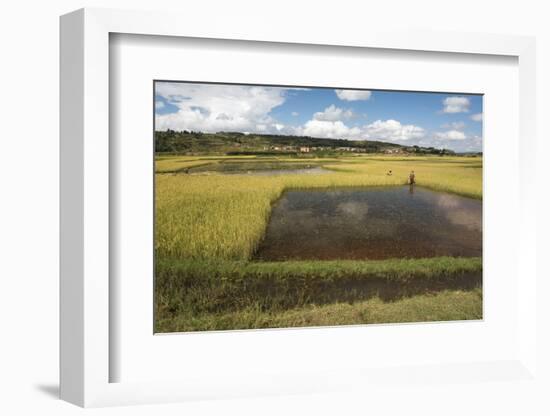 Rice Paddy Fields on Rn7 (Route Nationale 7) Near Ambatolampy in Central Highlands of Madagascar-Matthew Williams-Ellis-Framed Photographic Print