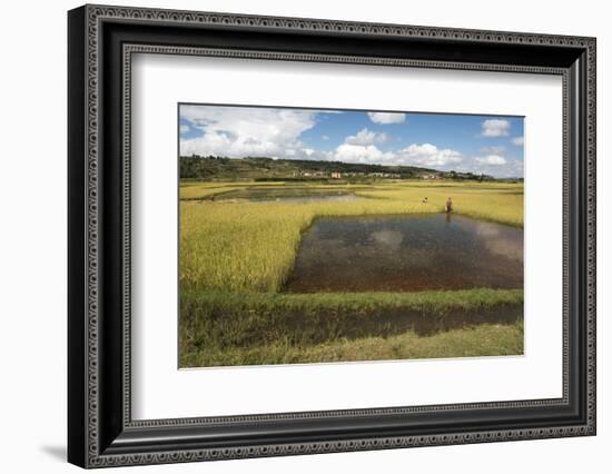 Rice Paddy Fields on Rn7 (Route Nationale 7) Near Ambatolampy in Central Highlands of Madagascar-Matthew Williams-Ellis-Framed Photographic Print