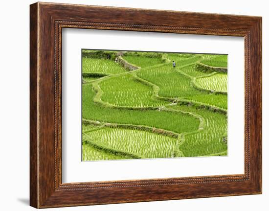 Rice paddy in the mountain, Zhaoxing, Guizhou Province, China.-Keren Su-Framed Photographic Print