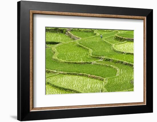 Rice paddy in the mountain, Zhaoxing, Guizhou Province, China.-Keren Su-Framed Photographic Print