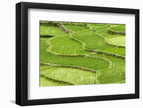 Rice paddy in the mountain, Zhaoxing, Guizhou Province, China.-Keren Su-Framed Photographic Print