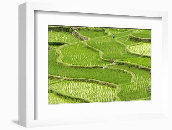 Rice paddy in the mountain, Zhaoxing, Guizhou Province, China.-Keren Su-Framed Photographic Print