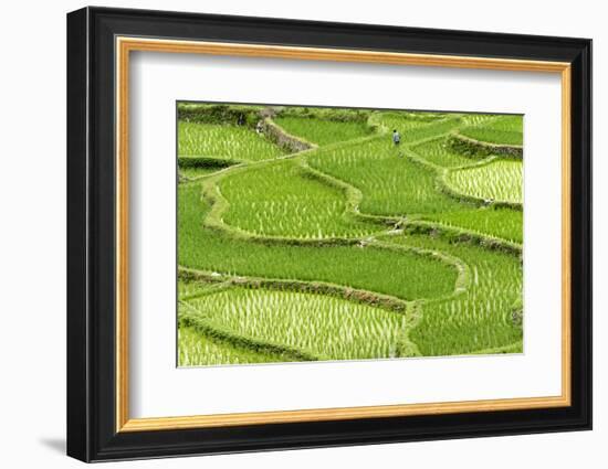 Rice paddy in the mountain, Zhaoxing, Guizhou Province, China.-Keren Su-Framed Photographic Print