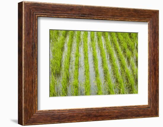 Rice paddy, near Tan Hoa, Tien Giang Province, Mekong Delta, Vietnam-David Wall-Framed Photographic Print