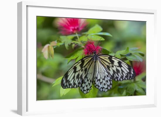 Rice Paper Butterfly, Butterfly Conservatory, Key West, Florida-Chuck Haney-Framed Photographic Print