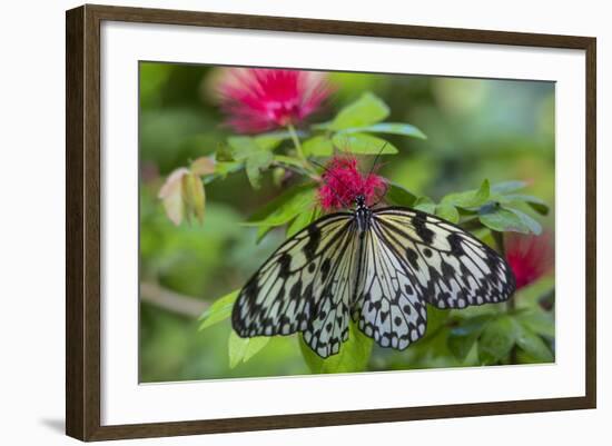 Rice Paper Butterfly, Butterfly Conservatory, Key West, Florida-Chuck Haney-Framed Photographic Print