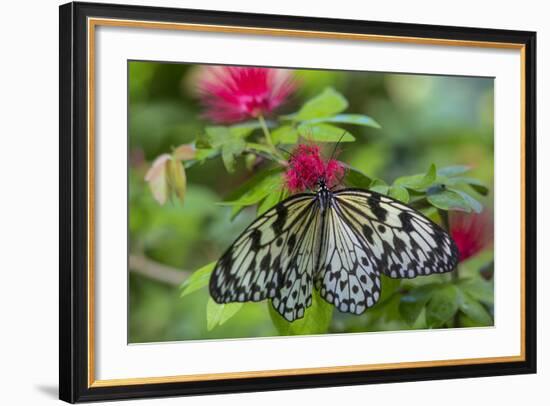 Rice Paper Butterfly, Butterfly Conservatory, Key West, Florida-Chuck Haney-Framed Photographic Print