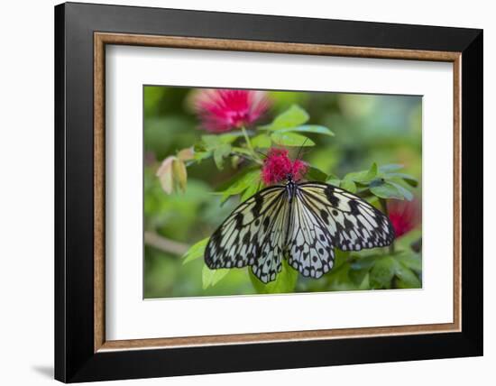 Rice Paper Butterfly, Butterfly Conservatory, Key West, Florida-Chuck Haney-Framed Photographic Print