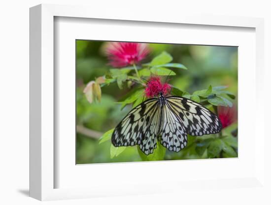 Rice Paper Butterfly, Butterfly Conservatory, Key West, Florida-Chuck Haney-Framed Photographic Print